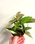 Ficus Sagittata Pink Variegata