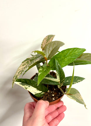 Ficus Sagittata Pink Variegata