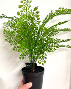 Faux Fern