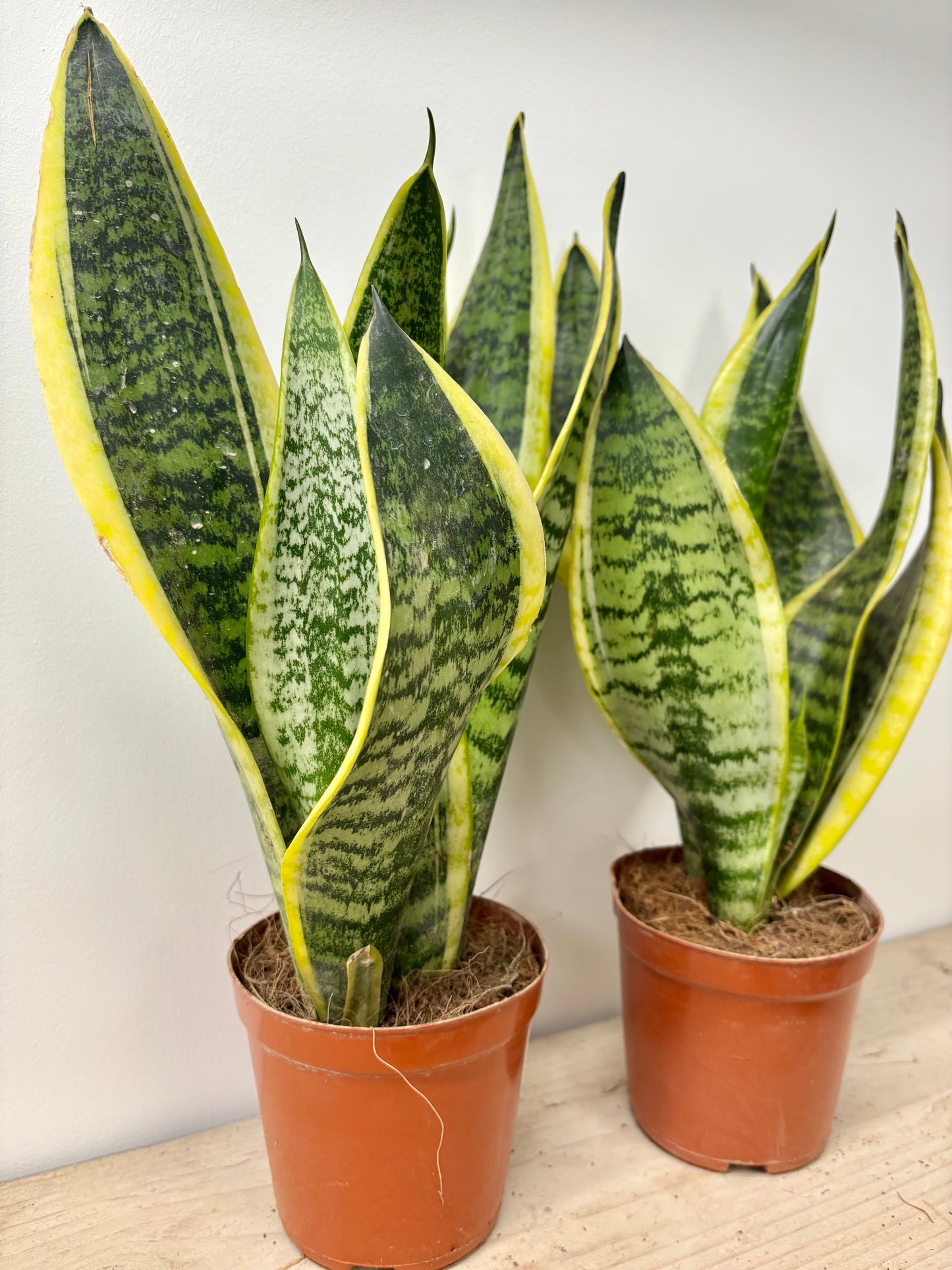 Sansevieria