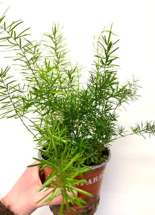 Asparagus Sprengeri Fern