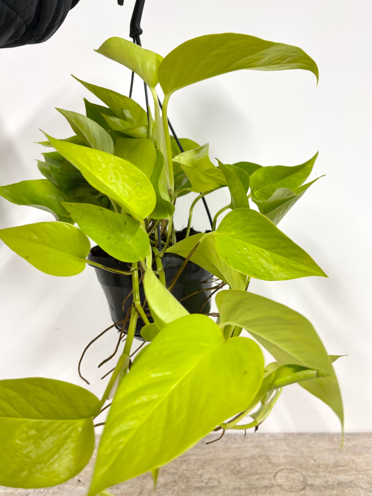 Epipremnum Golden Pothos