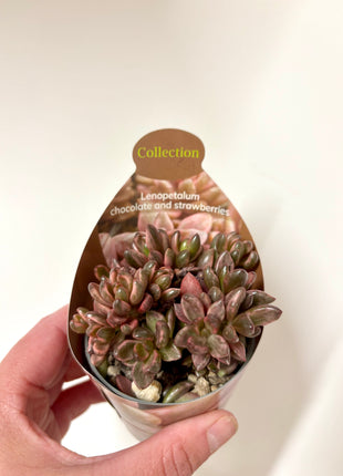 Lenopetalum Chocolate & Strawberry