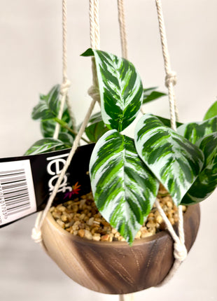 Faux hanging maranta