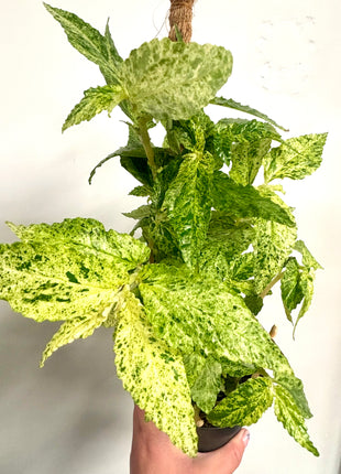Pellonia Repens Variegata
