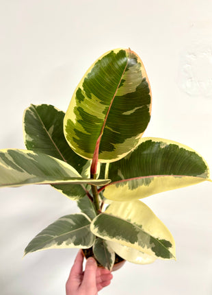 Ficus Tineke
