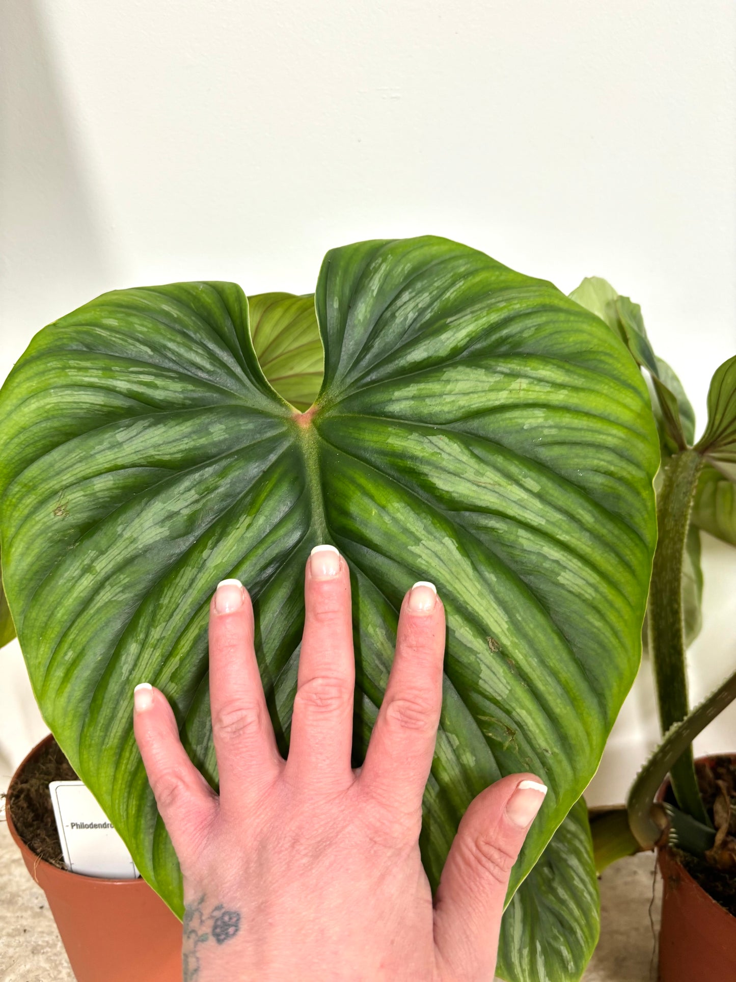 Philodendron Plowmanii