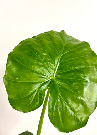 Alocasia Macrorrhizos