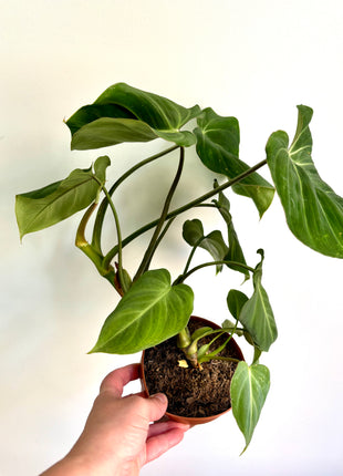 Philodendron Gloriosum