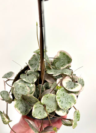Ceropegia Woodii Variegata / String of Hearts