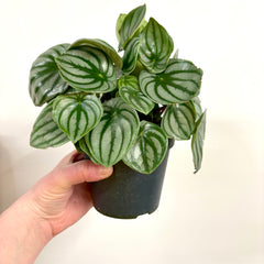 Collection image for: New In