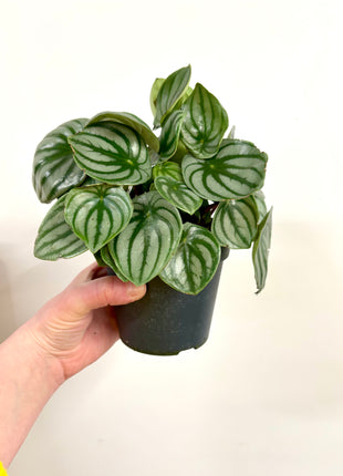 Peperomia Watermelon