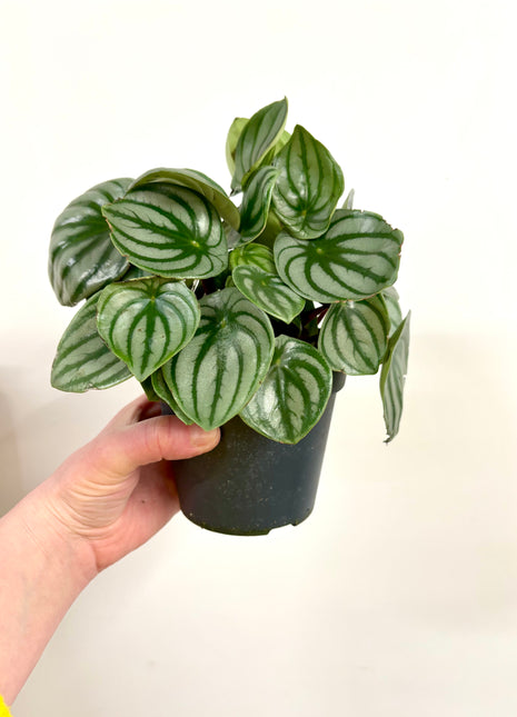 Peperomia Watermelon