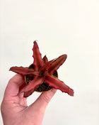 Cryptanthus