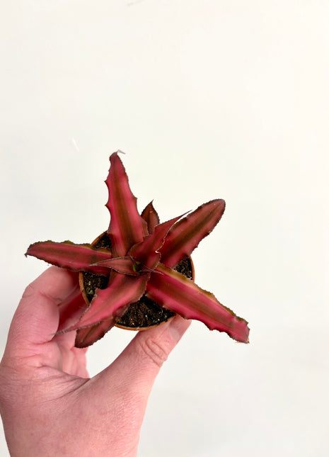 Cryptanthus
