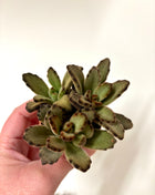 Kalanchoe Tomentosa Dark