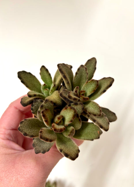 Kalanchoe Tomentosa Dark