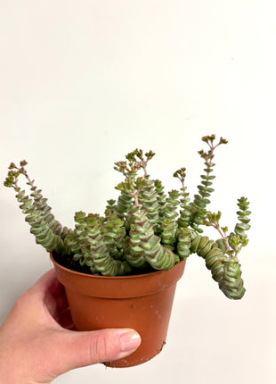 Crass Marnieriana Hottentot