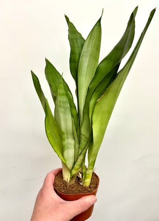 Sansevieria Moonshine