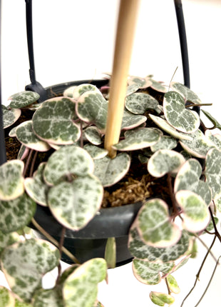 Ceropegia Variegata String of Hearts