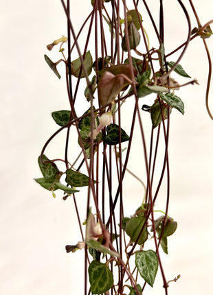 Ceropegia silver glory/string of hearts