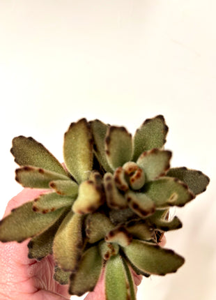 Kalanchoe Tomentosa Dark
