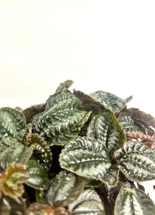 Pilea Norfolk