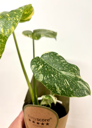 Monstera Thai Constellation