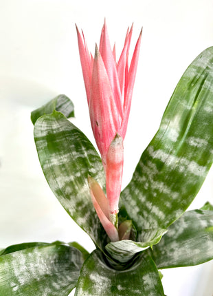 Aechmea fasciata Primera