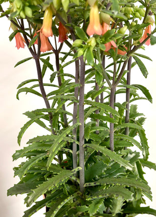 Kalanchoe Lucky Bells
