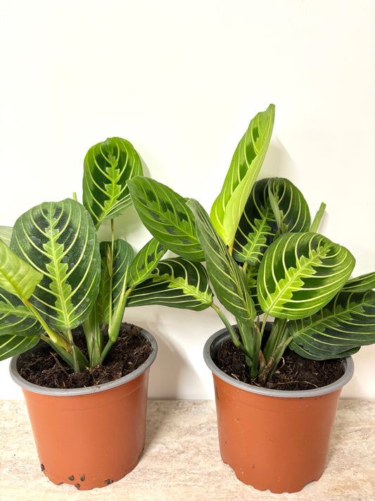 Maranta Lemon/Lime