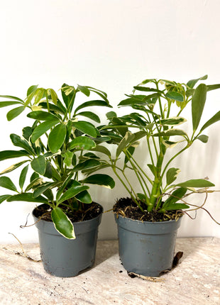 Schefflera Arboricola Luseana