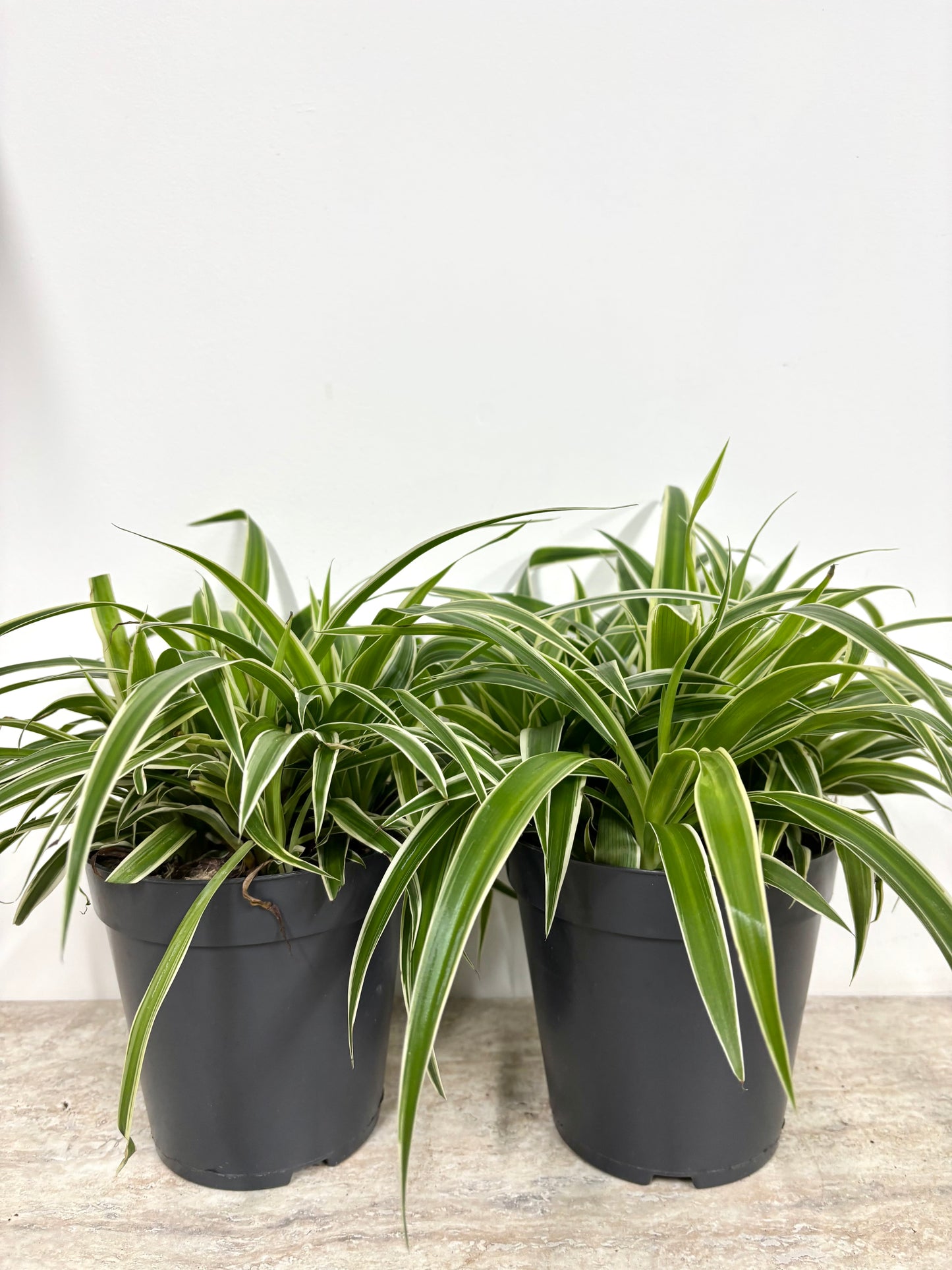 Spider Plant