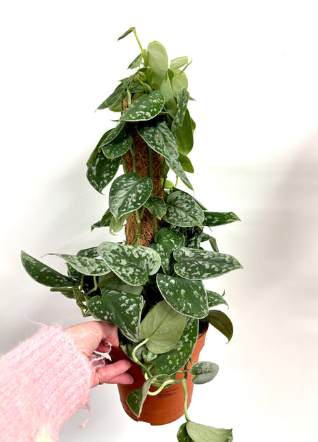 Scindapsus Silvery Ann