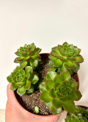 Echeveria Gilva