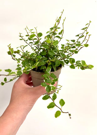 Ficus White Sunny