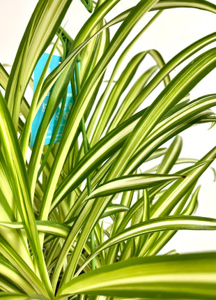Chlorophytum Spider Plant