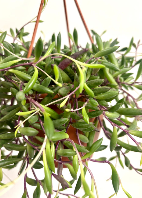 Senecio Purple Flush