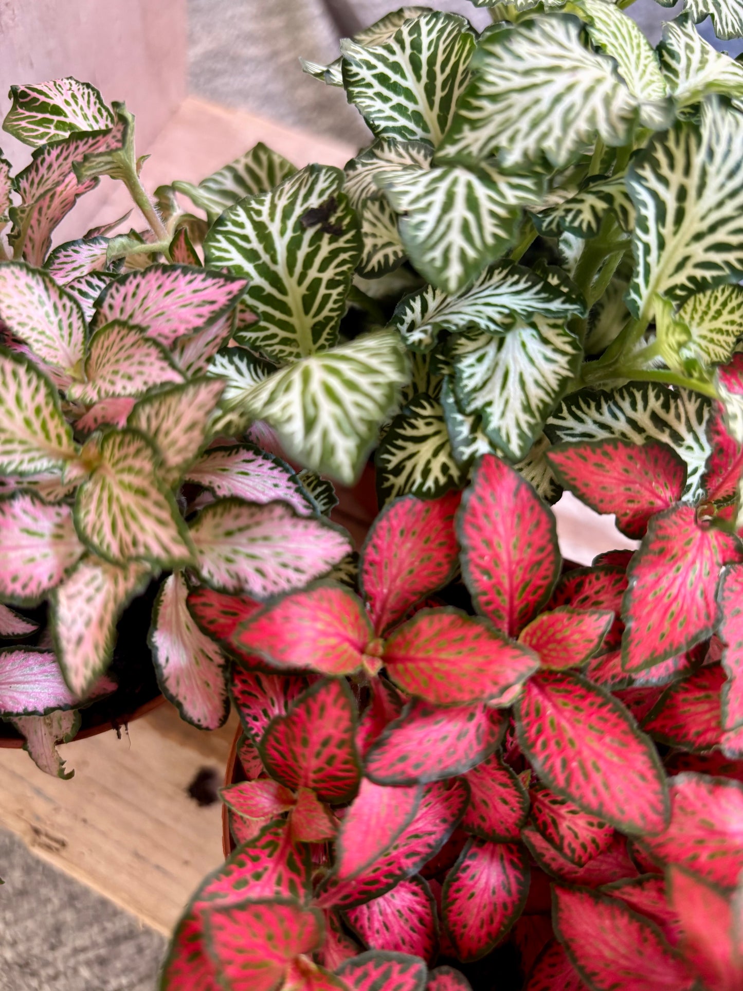 Fittonia