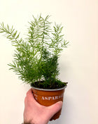Asparagus Sprengeri Fern