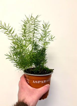 Asparagus Sprengeri Fern