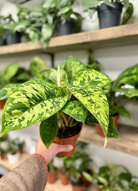 Homalomena Camouflage