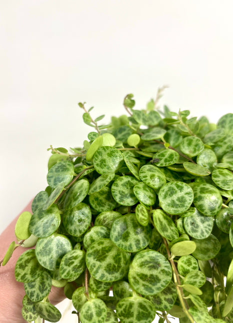 Peperomia Prostrata/ string of turtles
