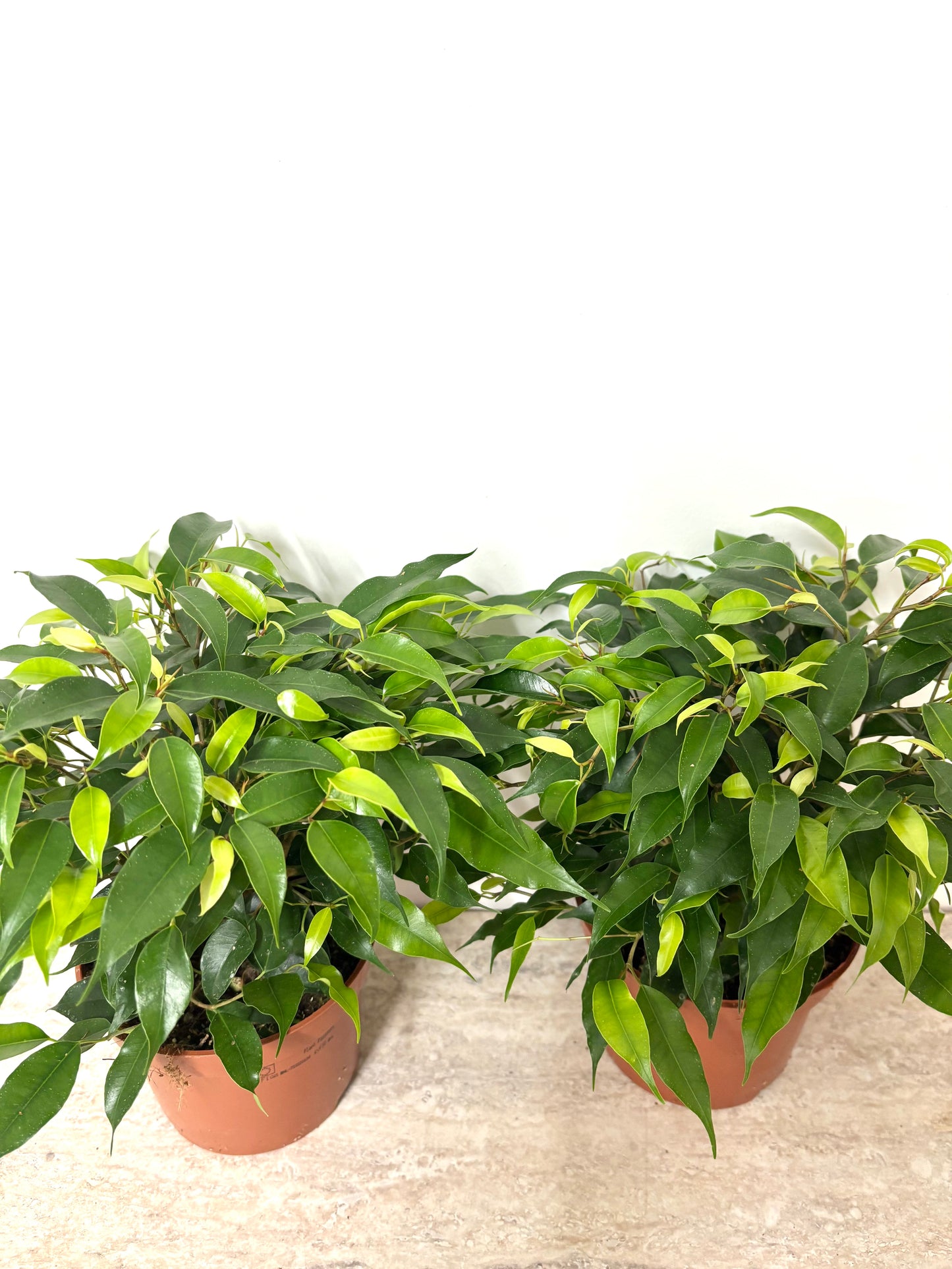 Ficus Green Kinky