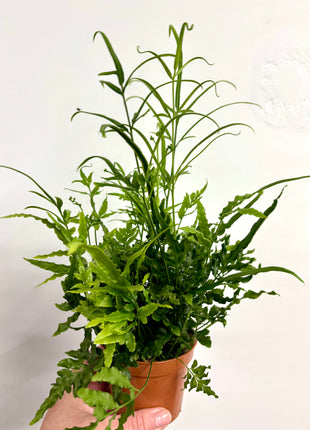 Mixed ferns