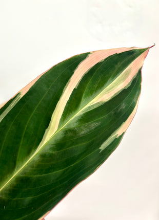 Calathea Triostar