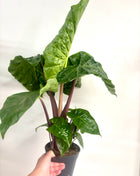 Alocasia Imperial Red