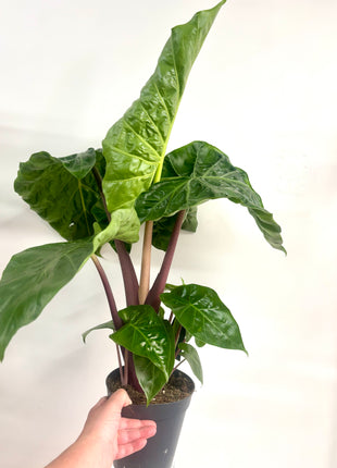 Alocasia Imperial Red