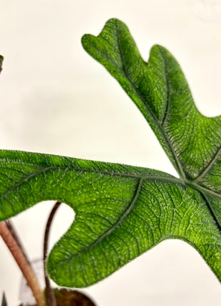 Alocasia Jacklyn
