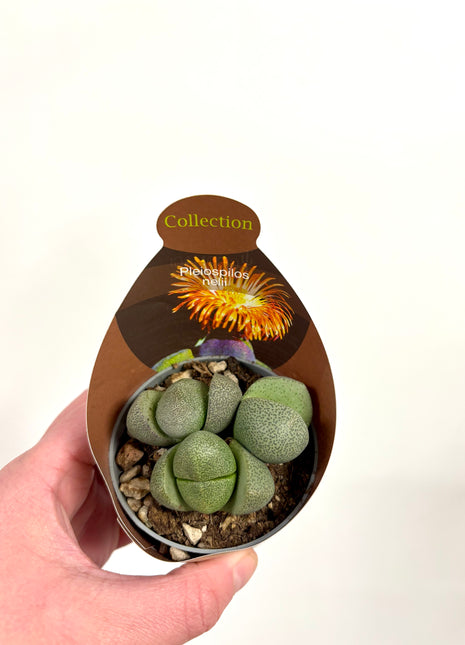 Pleiospilos Nelii